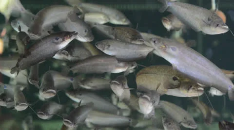 Buter Catfish in the water Stock Footage 26318450
