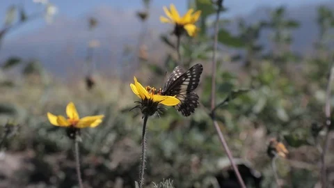 Buterfly on flower Stock Footage 121691442