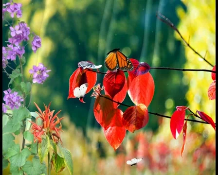 Buterfly Stock Footage 6523841