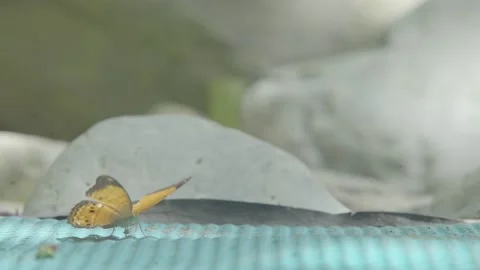 Buterfly Video stock 171218636