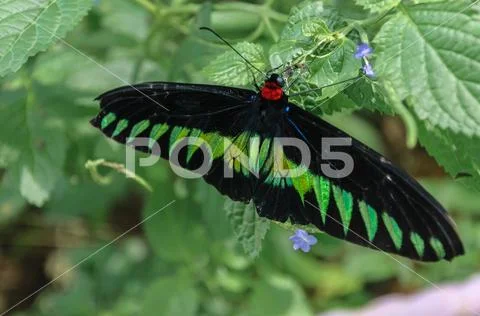 Buterfly On Leave Stock Photos