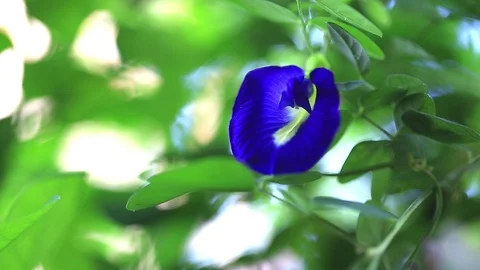 Buterfly pea Flower blows in the wind  Stock Footage 117665553