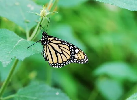 Buterfly Stock Photos