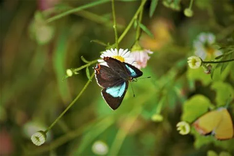 Buterfly Stock Photos