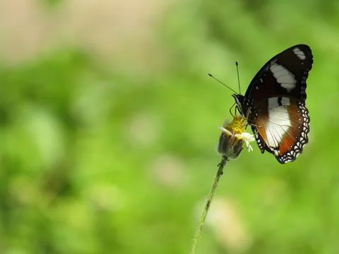 Buterfly Stock Photos