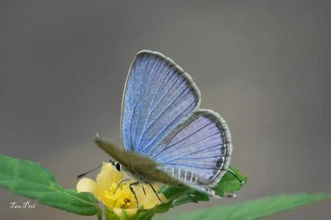 Buterfly Stock Photos