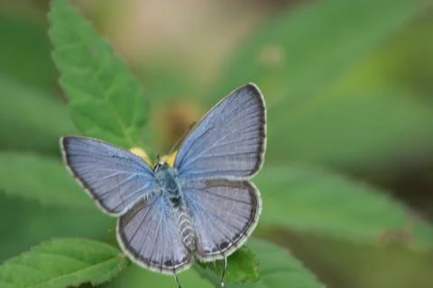 Buterfly Stock Photos