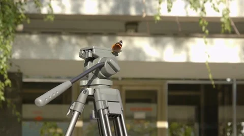 Buterfly on the tripod 2 Vidéo 12427367