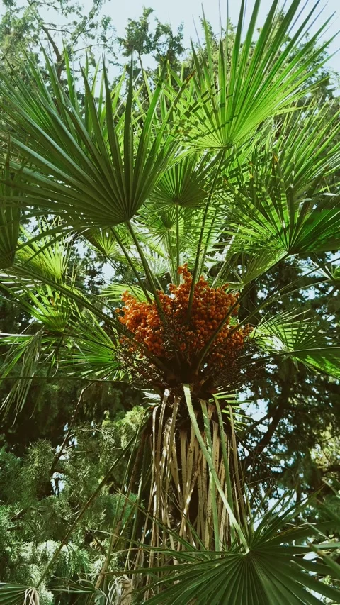 Butia capitata tropical palm tree with large green leaves and massive, drooping Stock Footage 346285970