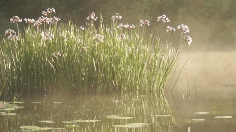 Butomus umbellatus Stockbeeldmateriaal 40167553