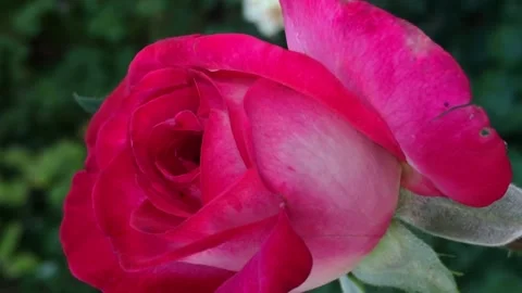 Buton pink rose 스톡 동영상 159580889
