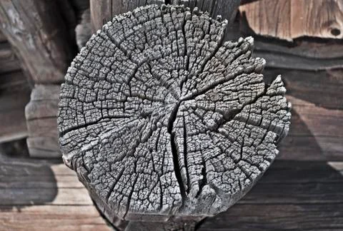 Butt-end face of an old log Stock Photos