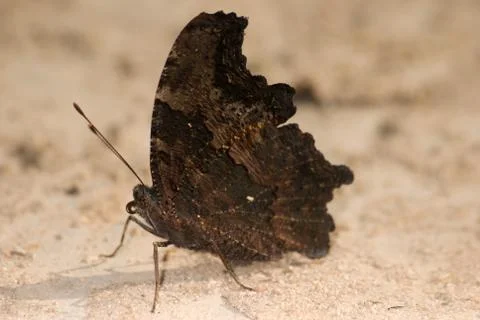 Buttefly rest on ground Stock Photos
