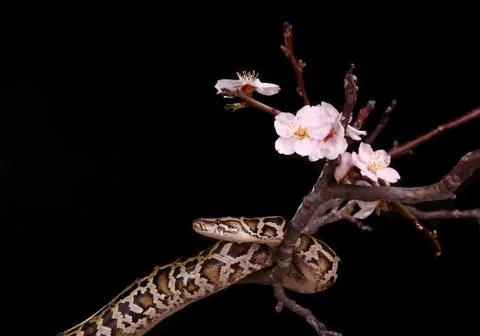 Butter ball royal python moorish viper boa snake on a branch with flowers on  Stock-Fotos