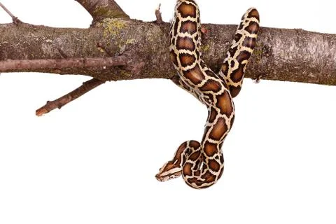 Butter ball royal python moorish viper boa snake on a branch with flowers iso Stock-Fotos