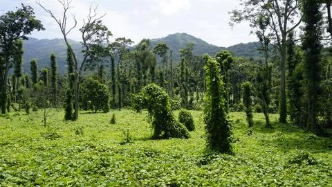 Butter beans plantation with Column Method or vertical farming of Black Pep.. Stock Photos