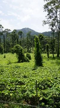 Butter beans plantation with Column Method or vertical farming of Black Pep.. Stock Photos