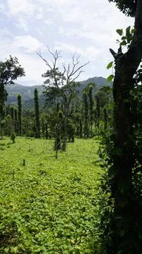 Butter beans plantation with Column Method or vertical farming of Black Pep.. Stock Photos