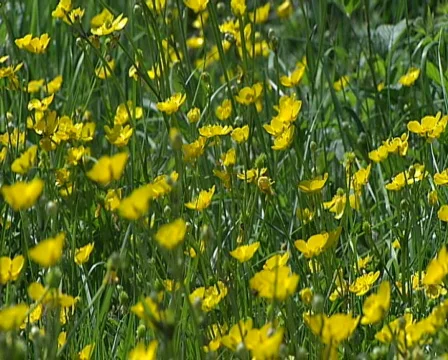 Butter cups Video stock 606066