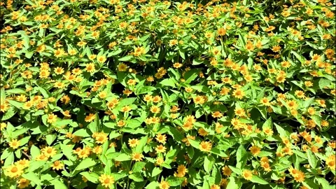 Butter daisy Stock-Footage 334119190