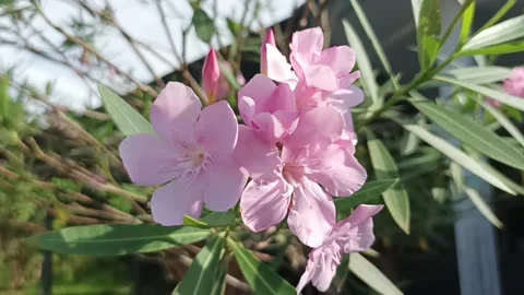 Butter flower Stock Footage 233049340
