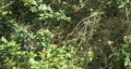 Butter Fly 01 HD Footage