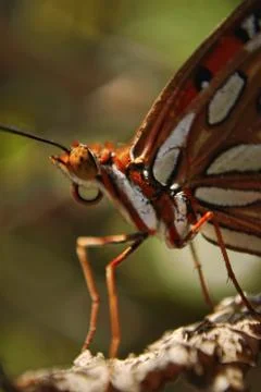 Butter fly close-up Foto stock
