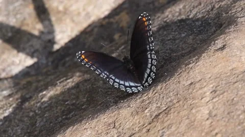 Butter fly Stock Footage 41215317