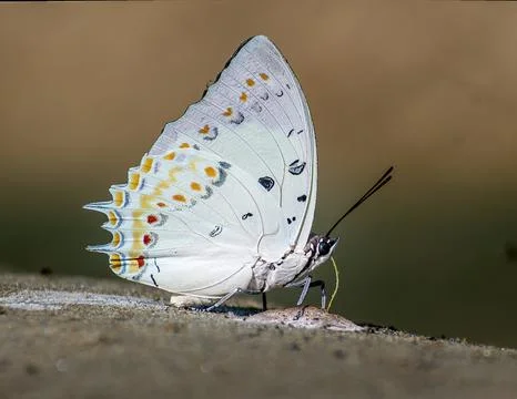 Butter fly23 Stock Photos