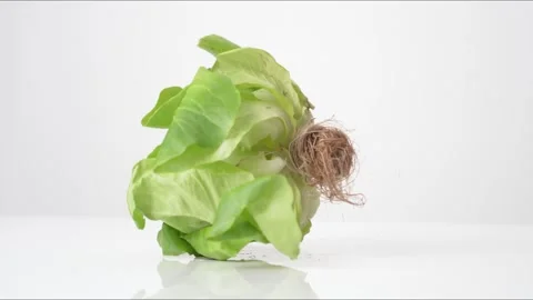 Butter Lettuce Head Bouncing Slow Motion White Tabletop Closeup Macro Food Stock Footage 335004336