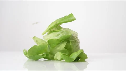 Butter Lettuce Head Bouncing Slow Motion White Tabletop Closeup Macro Food Stock Footage 335005212
