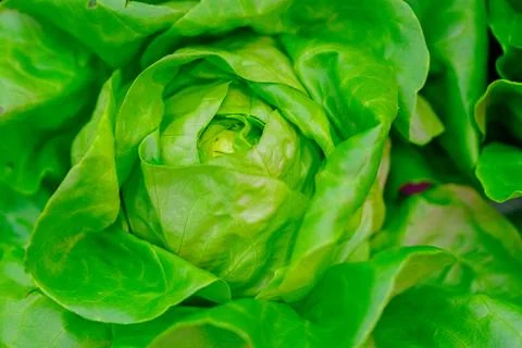 Butter Lettuce Head Close-up Stock Photos