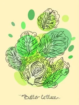 Butter lettuce Stock Illustration