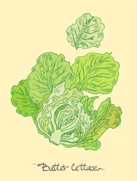 Butter lettuce Stock Illustration