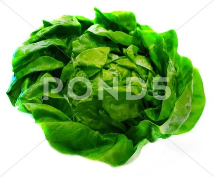 Butter Lettuce Produce Stock Photos
