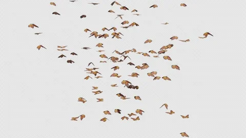 Butter Moths Element Stock-Footage 250102877