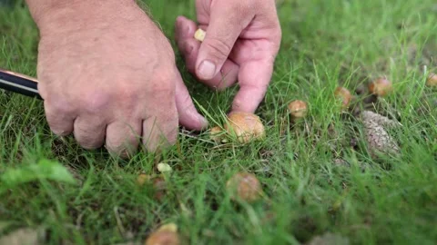 Butter mushrooms Video stock 243991688