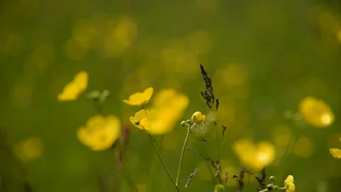 Butterblumen im Wind 库存影片 160861861