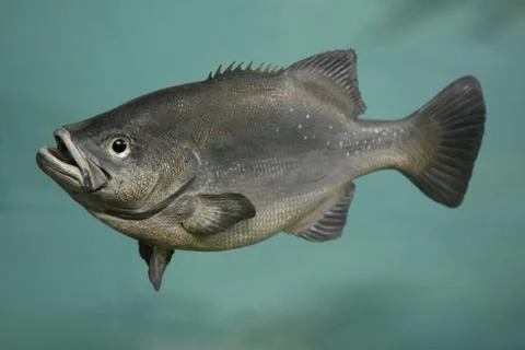 Butterbream Fish Stock Photos