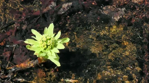 Butterbur bud on the side of the murmuring in early spring Stock Footage 144596542
