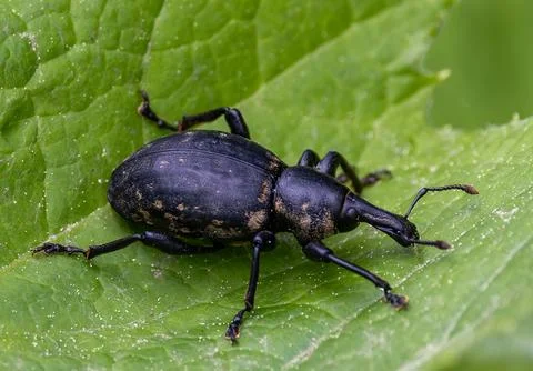 A butterbur weevil (Liparus glabrirostris) Stock Photos