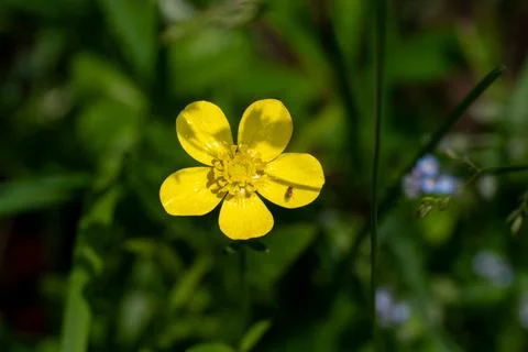 Buttercup and Tiny Visitor Stock Photos