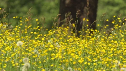 Buttercup blooming in spring meadow Stock Footage 330452001