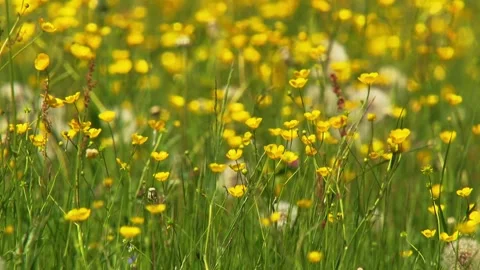 Buttercup blooming in spring meadow Stock Footage 330452005