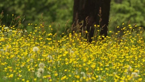 Buttercup blooming in spring meadow Stock Footage 330452021