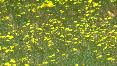 Buttercup Field Stock-Footage 157691639