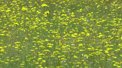 Buttercup Field Stock Footage 157723191