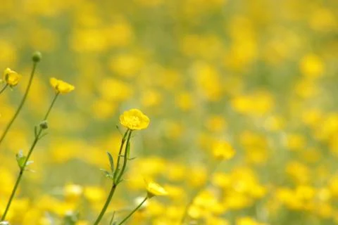 Buttercup field Stock Photos