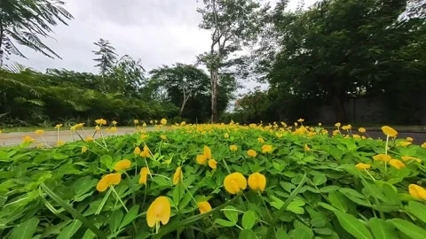 Buttercup flower bed Video stock 229683049