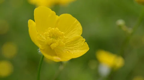Buttercup flower Stock Footage 29473591